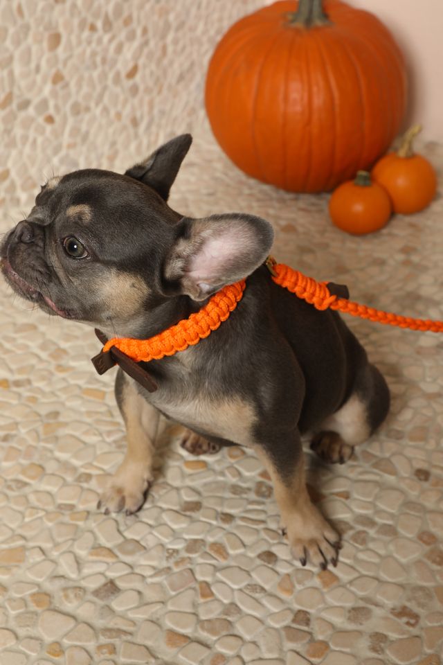 Halloween Shop