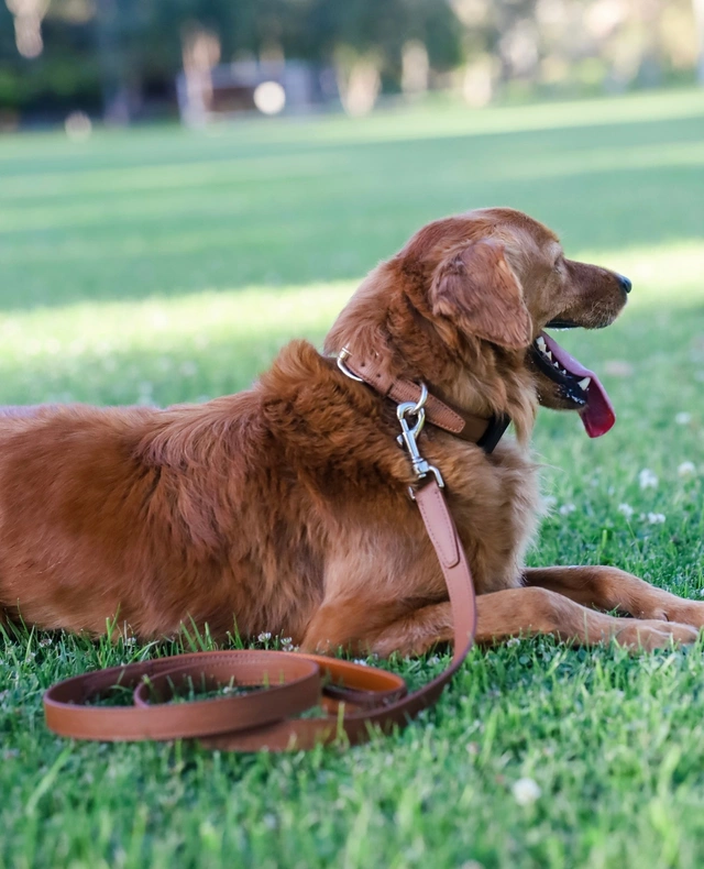 @chance_the_mini_golden