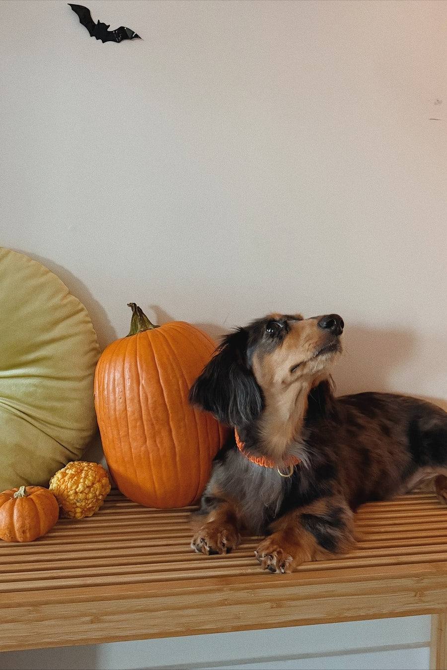 Halloween Shop