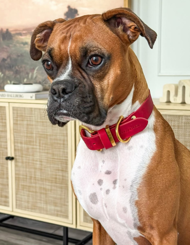 Butter Leather Dog Collar - Chili Red