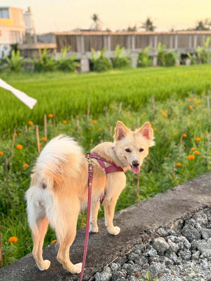 @sundaythebalidog