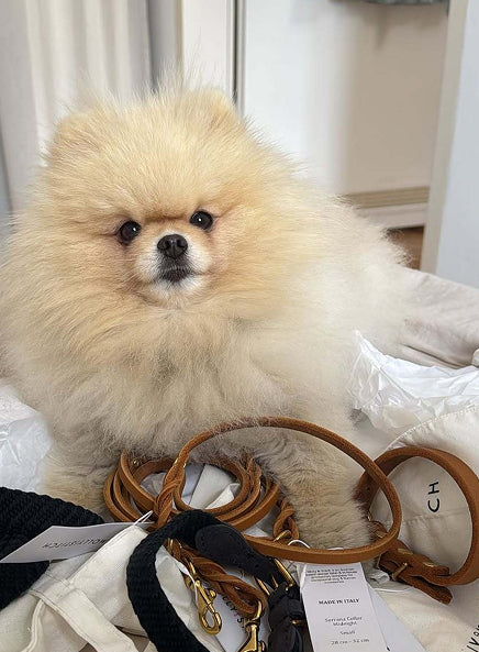@pomeranianmozart
