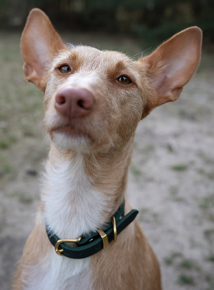 Butter Leather Dog Collar - Forest Green