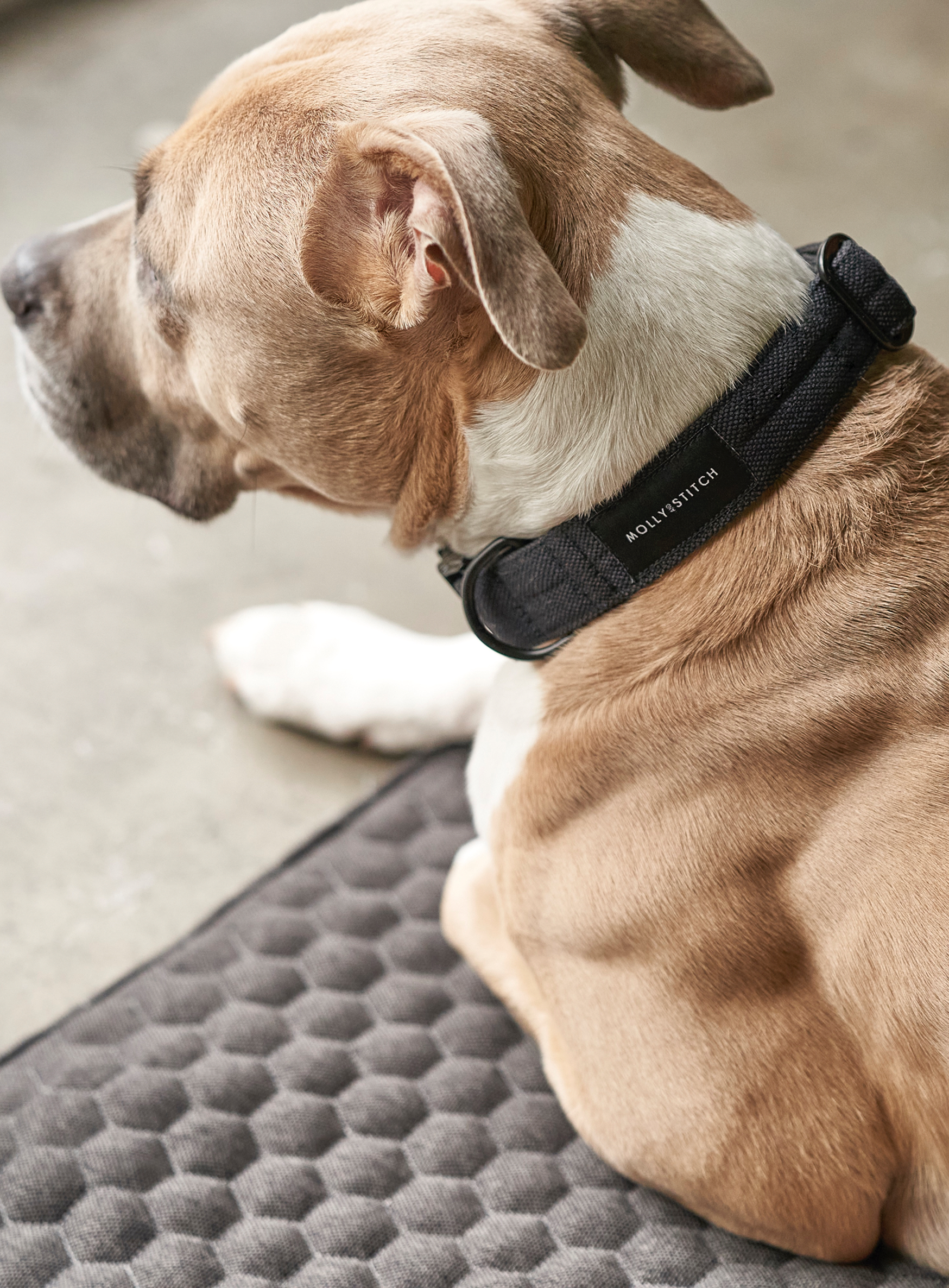 Soft Rock Collar - Grey
