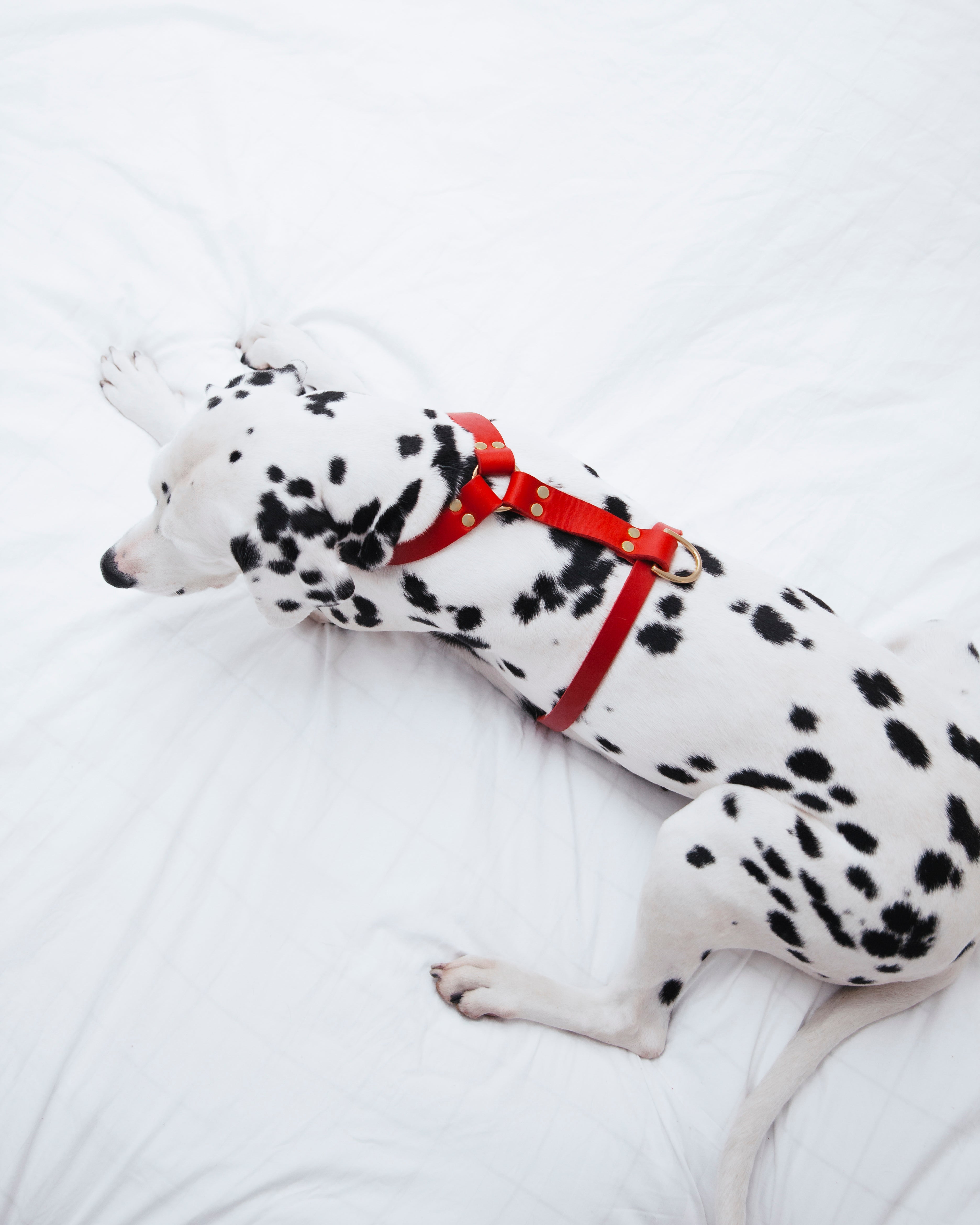 Butter Leather Y Harness - Chili Red