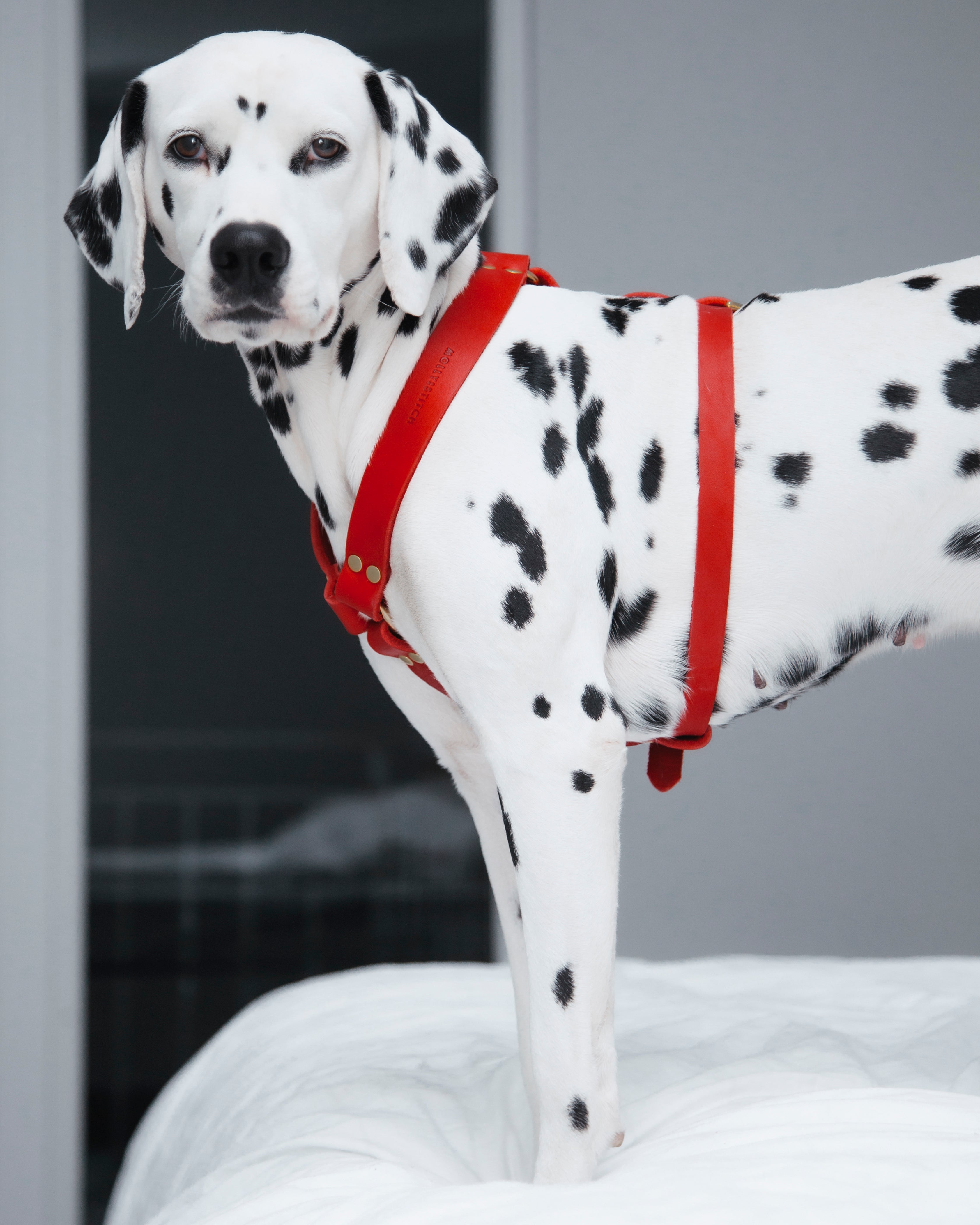 Butter Leather Y Harness - Chili Red