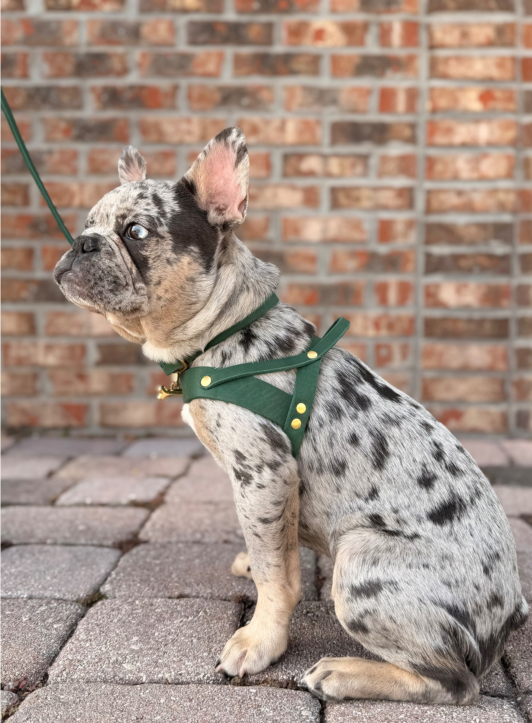Butter Leather Dog Harness - Forest Green