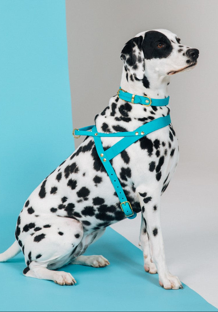 Dog wearing Handmade German leather dog collar with solid brass buckle and soft leather material
