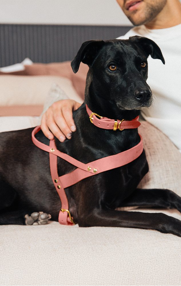 Butter Leather Dog Harness - Coral