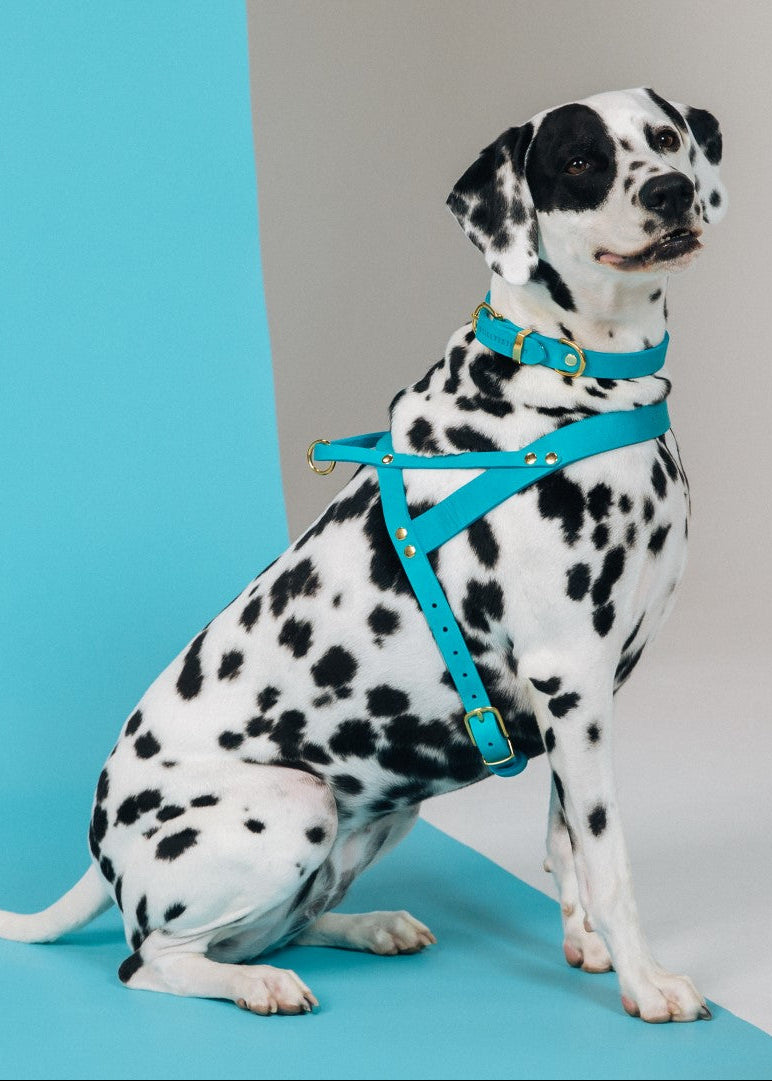 Butter Leather Dog Harness - Fiji