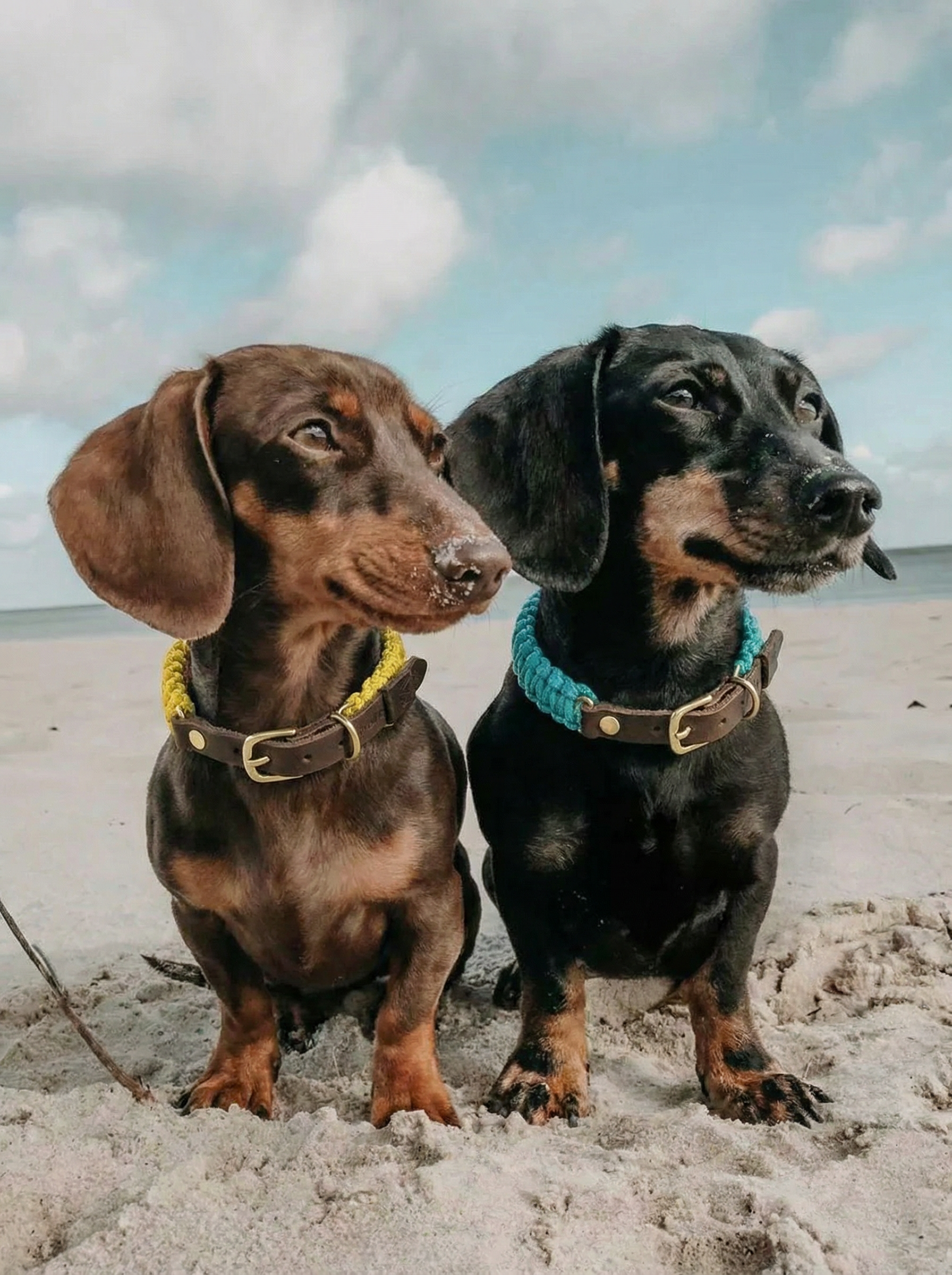 Touch of Leather Dog Collar - Mediterranean Sun