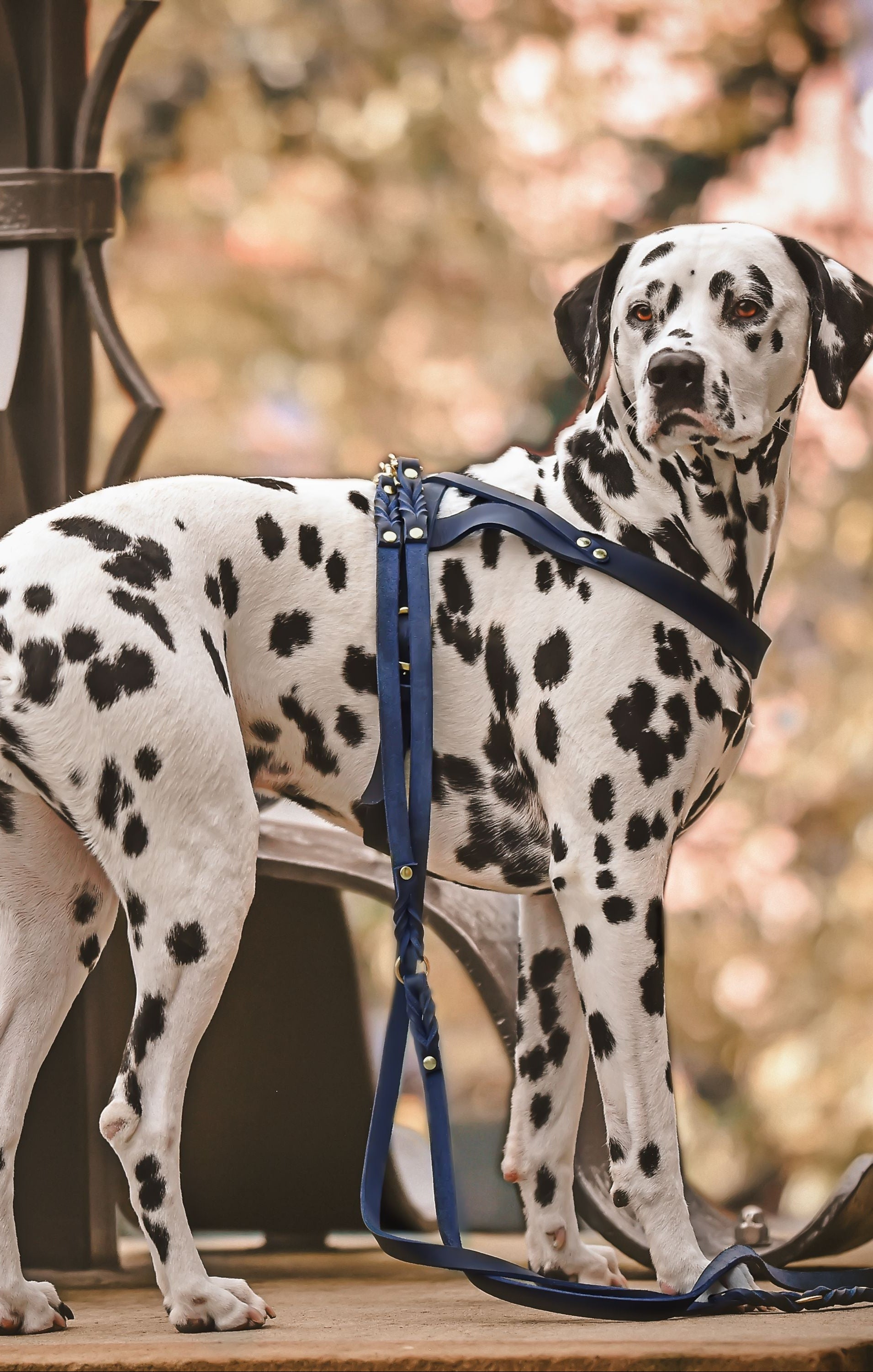 Butter Leather Dog Harness - Navy Blue