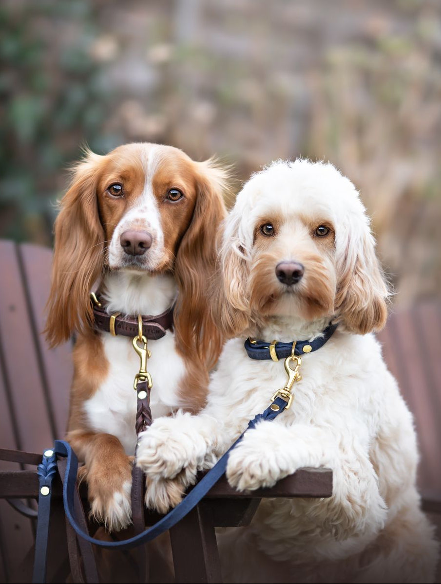 Soft leather dog collar with solid brass and steel options, designed for both comfort and style