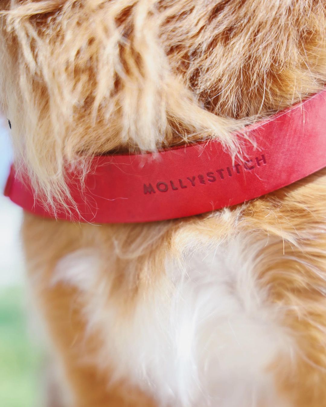Soft leather dog collar with solid brass and steel options, designed for both comfort and style