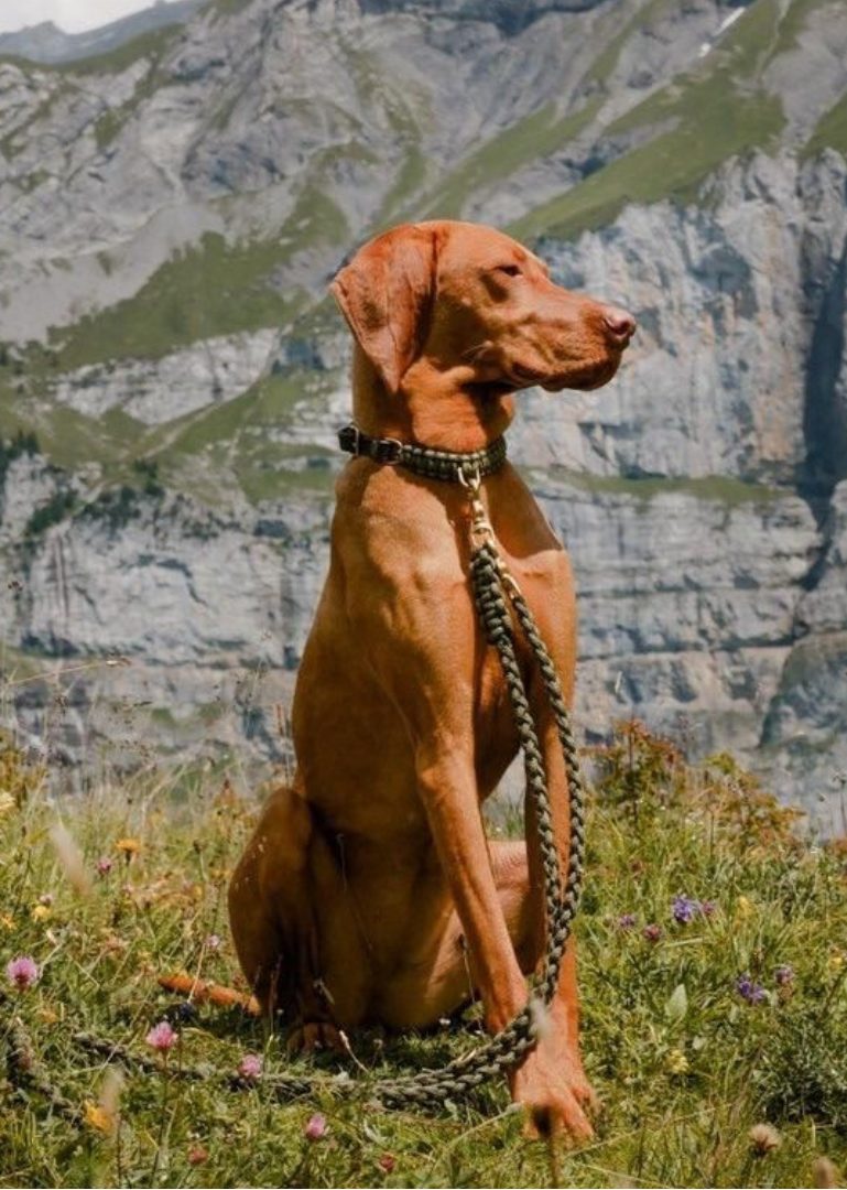 Touch of Leather Dog Collar - Military